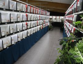 Vogeltentoonstelling "De Bronzen Veer "
